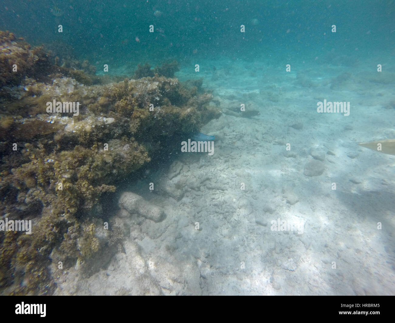 Monde sous-marin dans la République dominicaine Banque D'Images