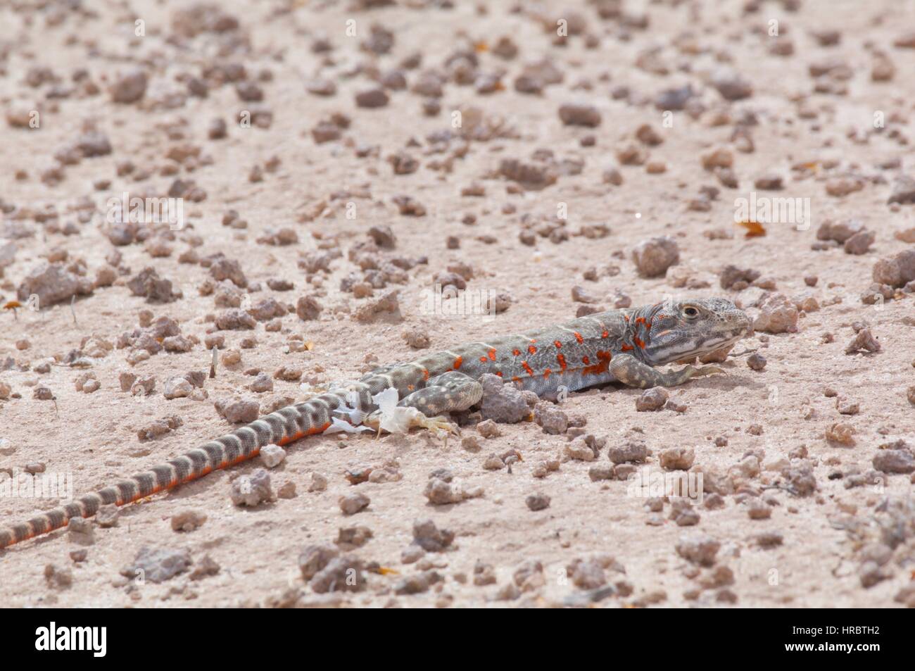 Un lézard léopard bec long (Gambelia wislizenii) hunkered bas sur le sol du désert au Mohawk Dunes, Comté de Yuma, Arizona Banque D'Images