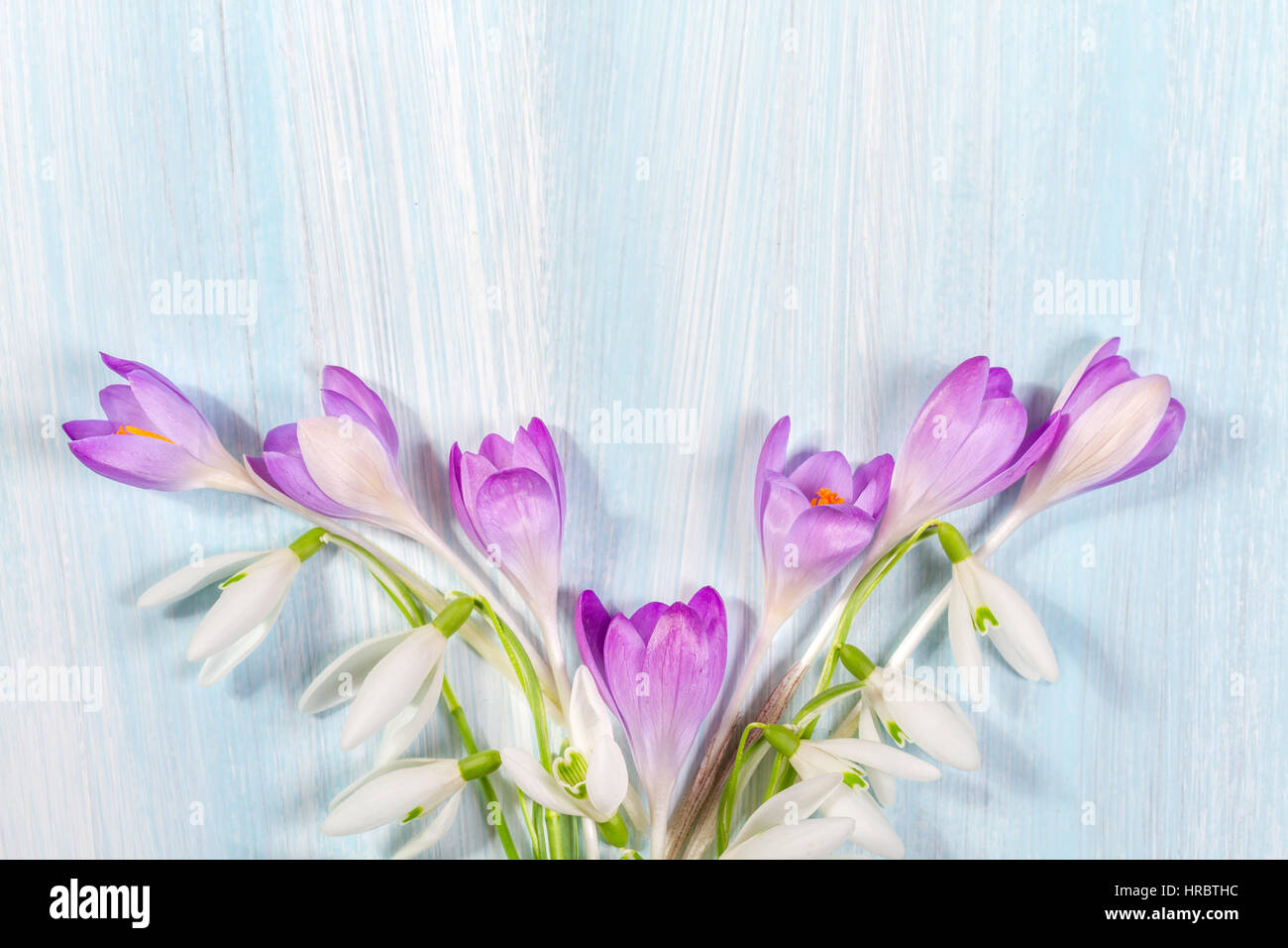 Image de crocus et perce-neige sur la table avec de l'espace pour le texte. Haut de la vue, télévision lay Banque D'Images