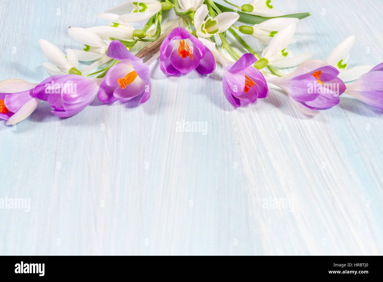 Image de crocus et perce-neige sur la table avec de l'espace pour le texte. Haut de la vue, télévision lay Banque D'Images