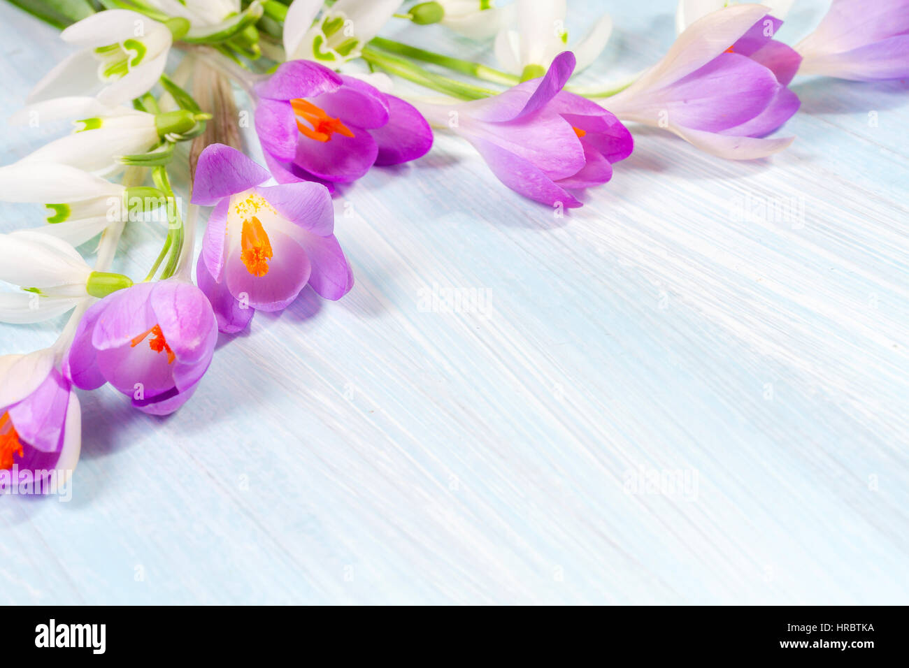 Arrangement floral avec Crocus et perce-neige Banque D'Images