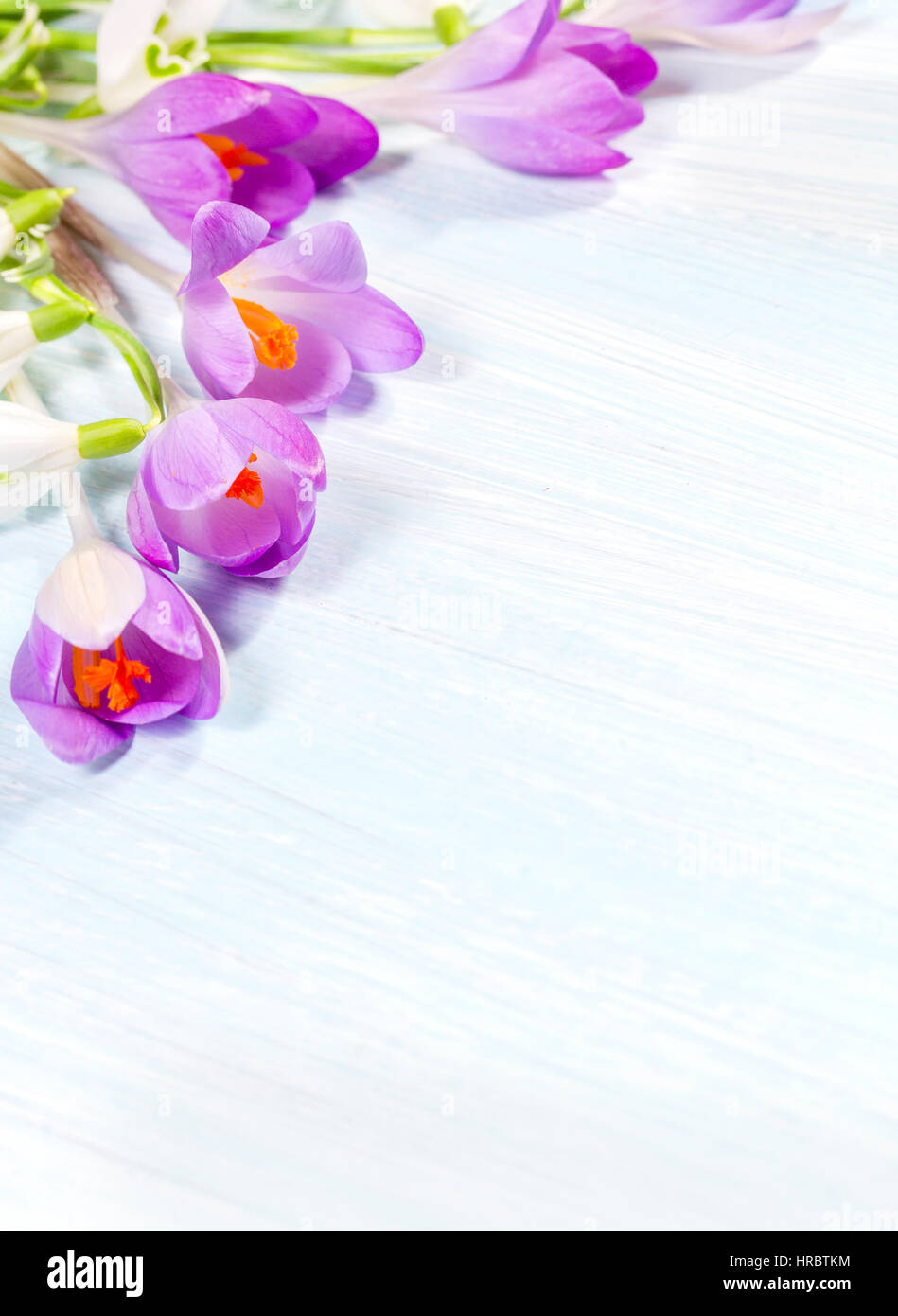 Arrangement floral avec Crocus et perce-neige Banque D'Images