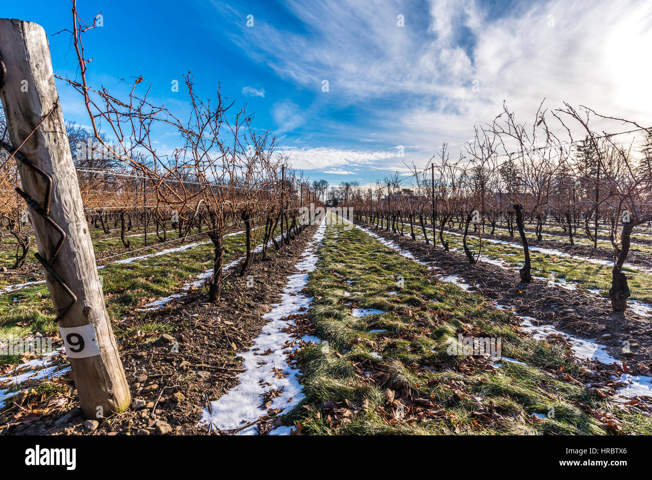 Les vignes dans un vignoble à la fin de l'hiver dans la région de Niagara on the Lake, Ontario, Canada. Banque D'Images