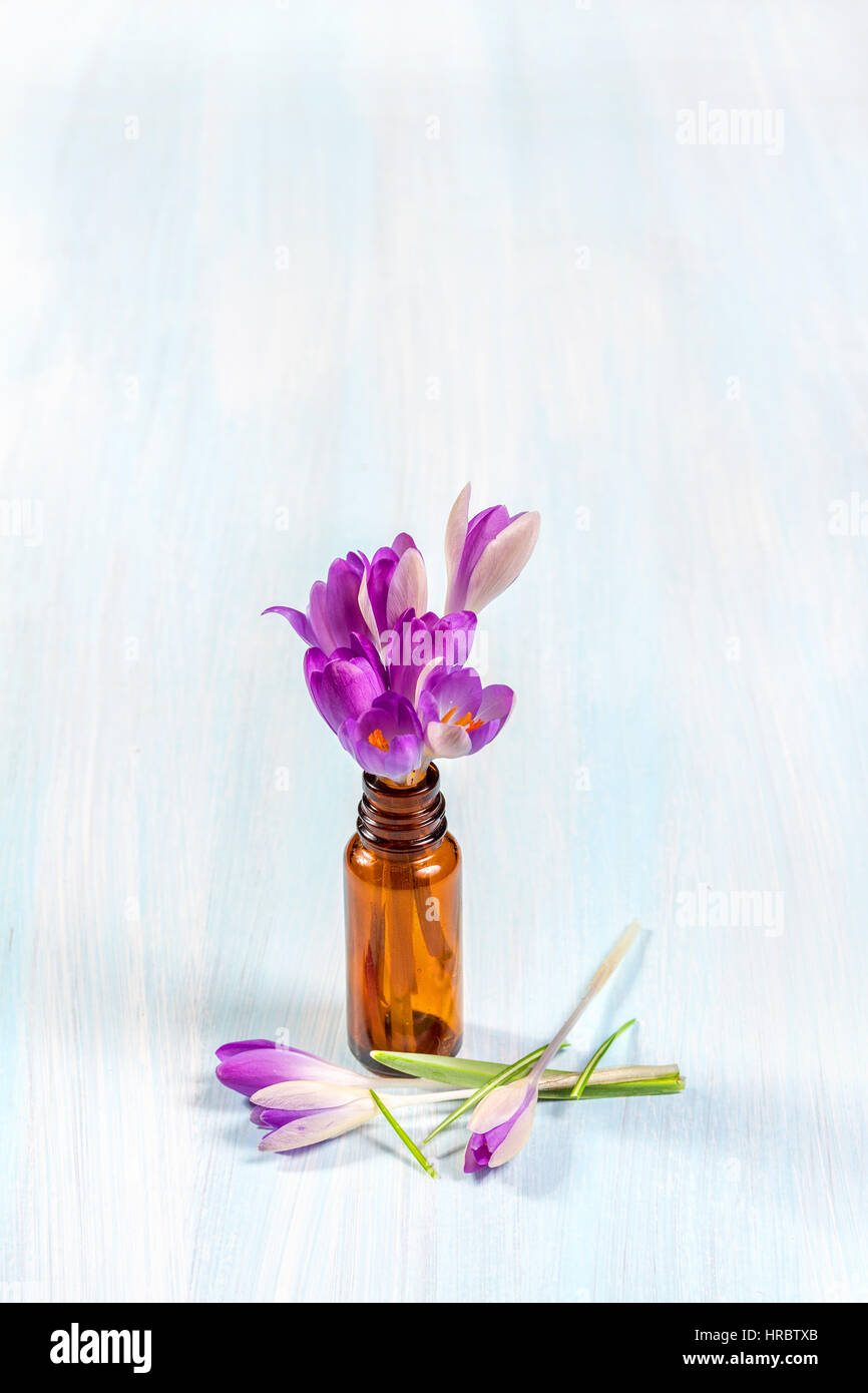 Bouquet de crocus sur un fond rustique Banque D'Images