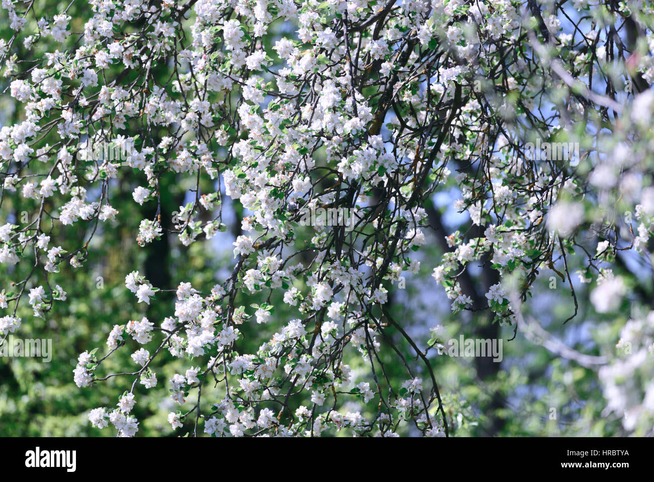 Apple rose flower close up Banque D'Images