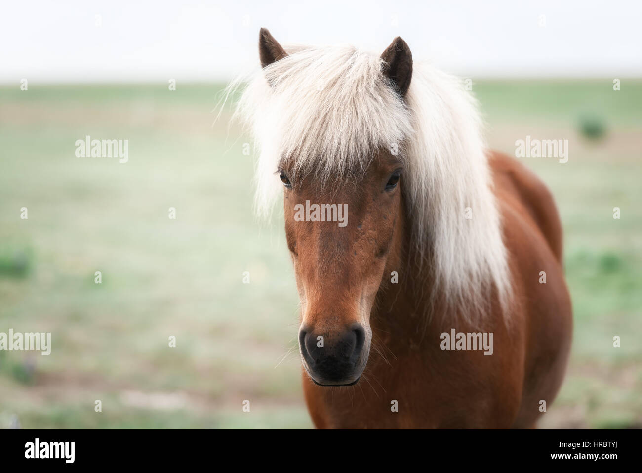 Icelandic Horse portrait close up Banque D'Images