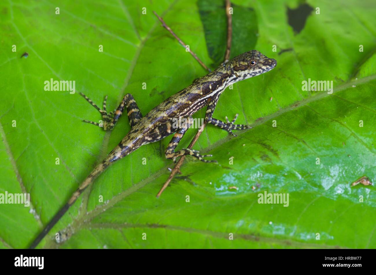 Un flux Anole (Anolis lionotus) sur une feuille dans un ruisseau à El Valle de Antón, Coclé, Panama Banque D'Images