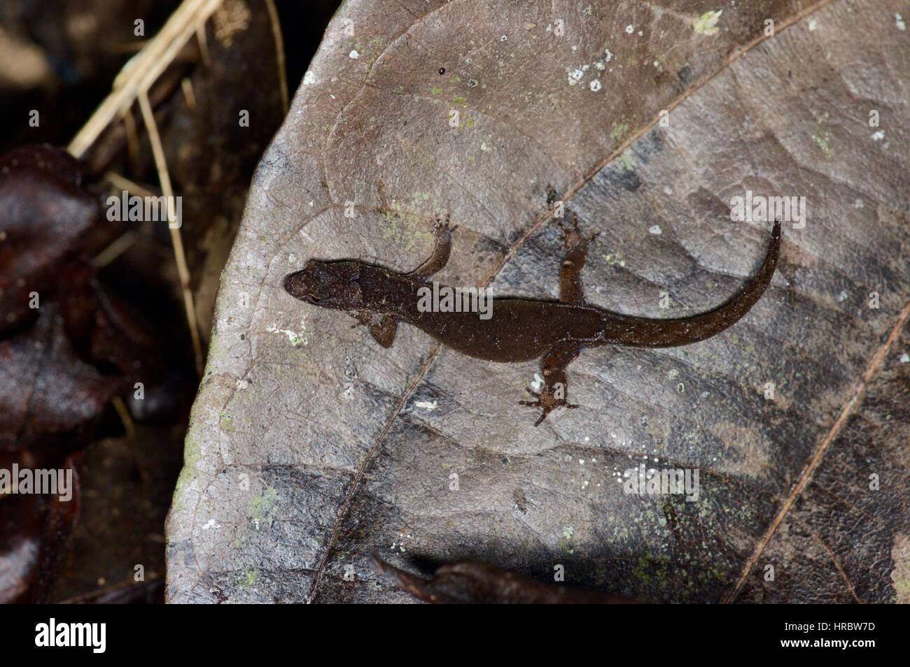 Un pygmée Amazon Gecko (Pseudogonatodes guianensis) dans la litière de feuilles de nuit à Loreto, Pérou Banque D'Images