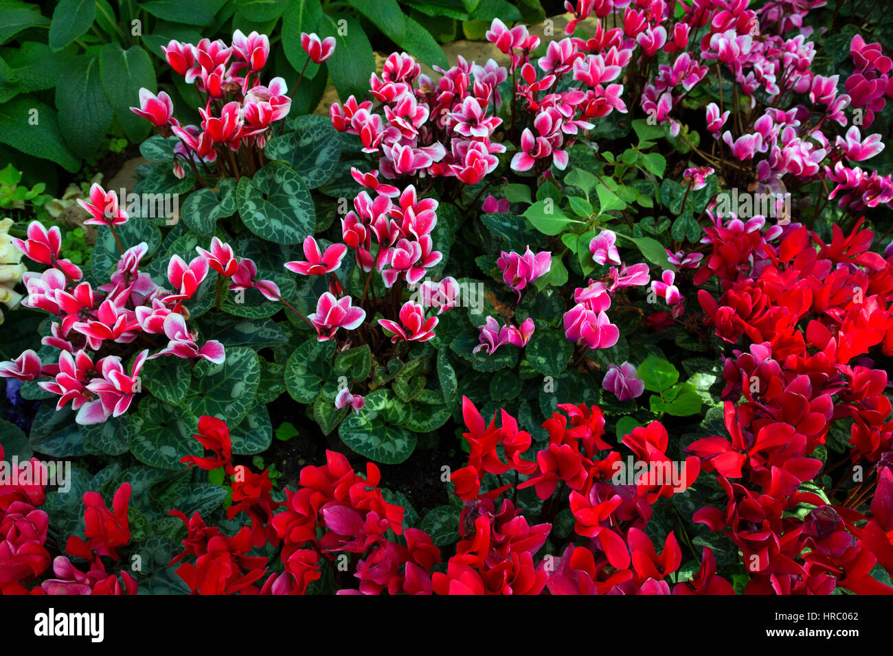 Fleur naturelle Banque de photographies et d'images à haute résolution -  Alamy