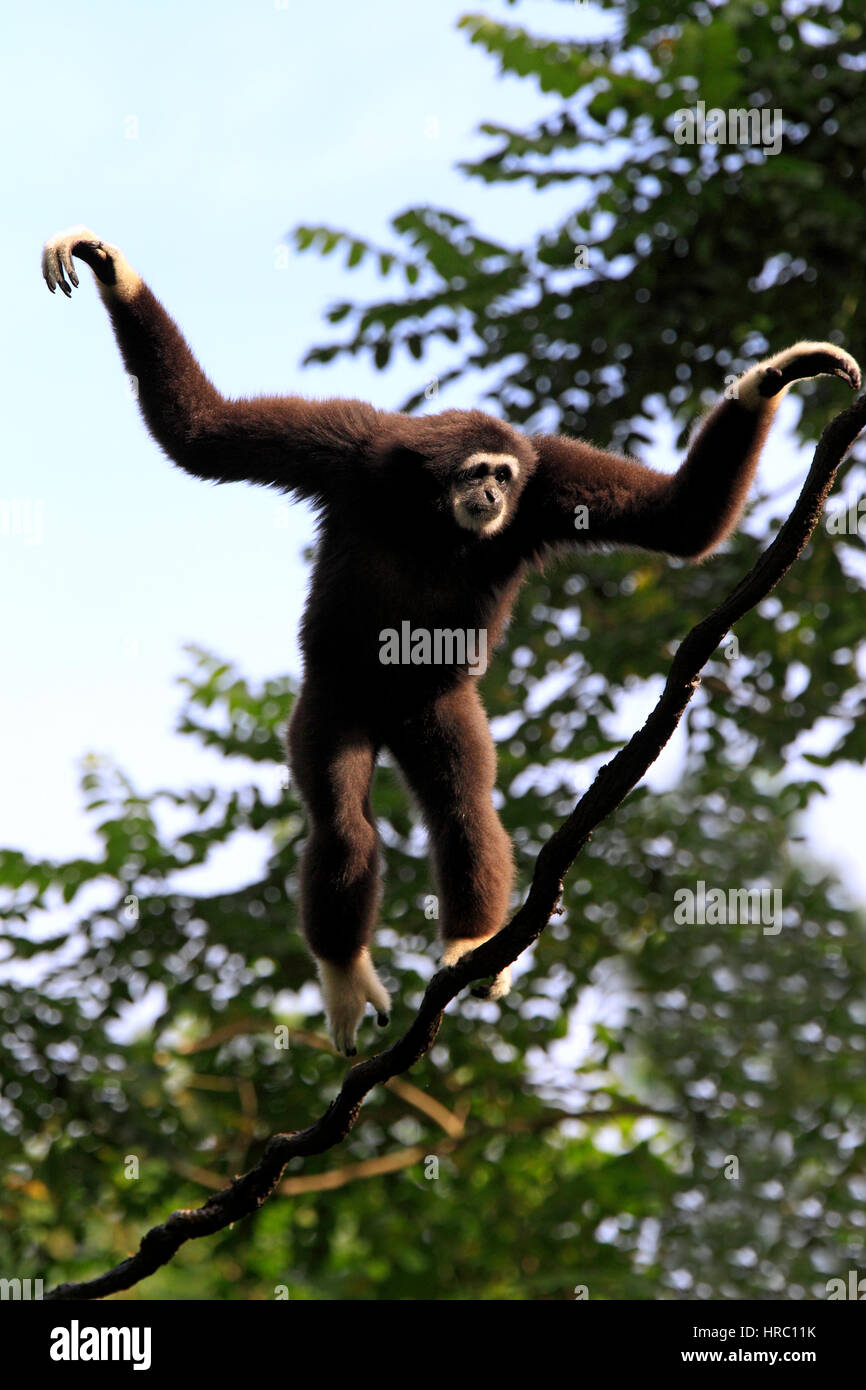 White remis Gibbon Hylobates lar,Asie,escalade adultes, on tree Banque D'Images