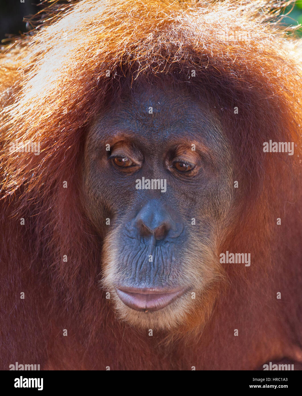 Femelle orang-outan de Sumatra. Banque D'Images