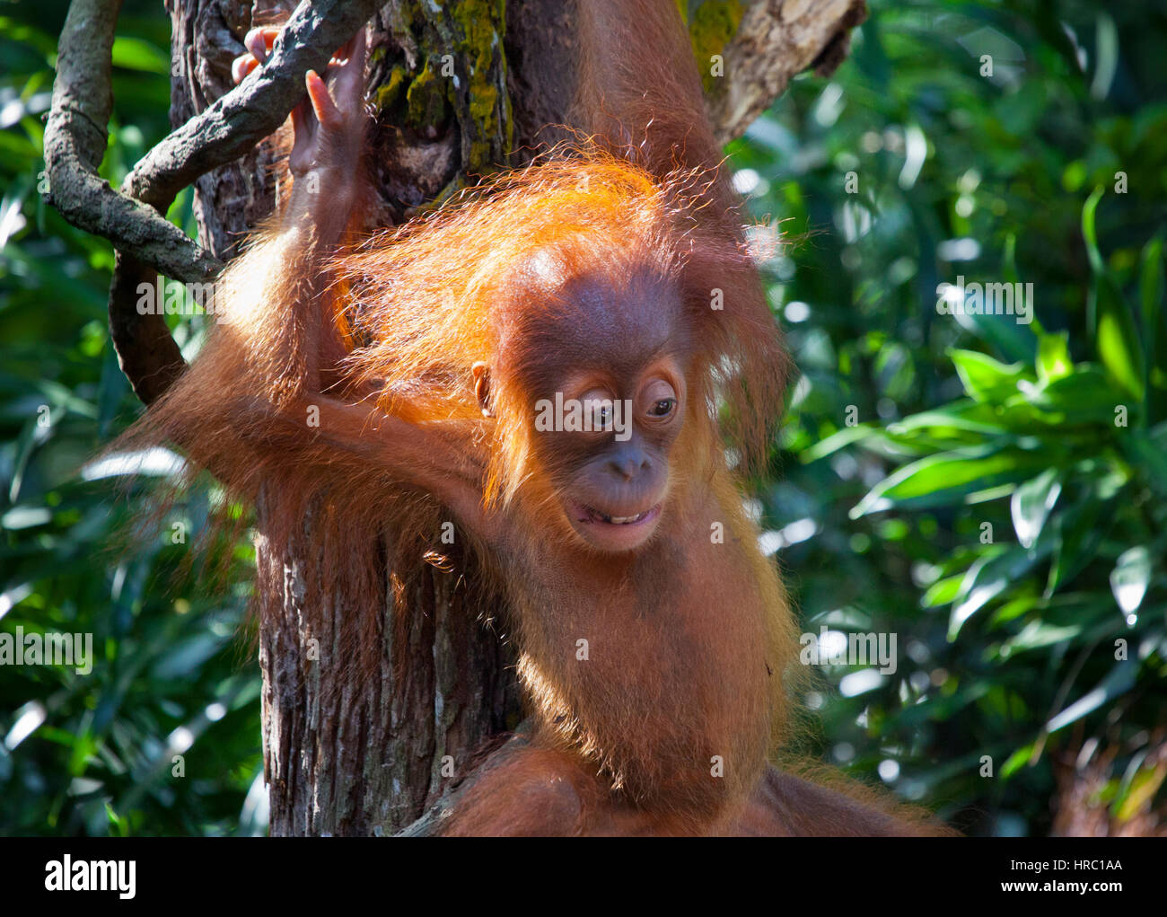 Orang-outan de Sumatra pour mineurs Banque D'Images