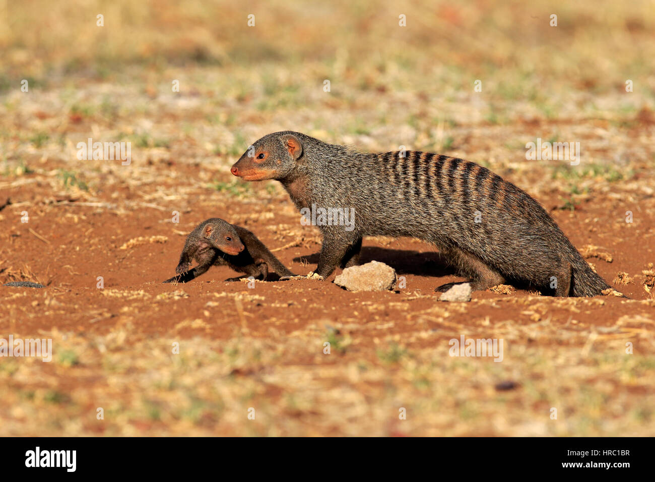 Mongoose, bagués (Mungos mungo), avec de jeunes adultes, parc national Kruger, Afrique du Sud, l'Afrique Banque D'Images