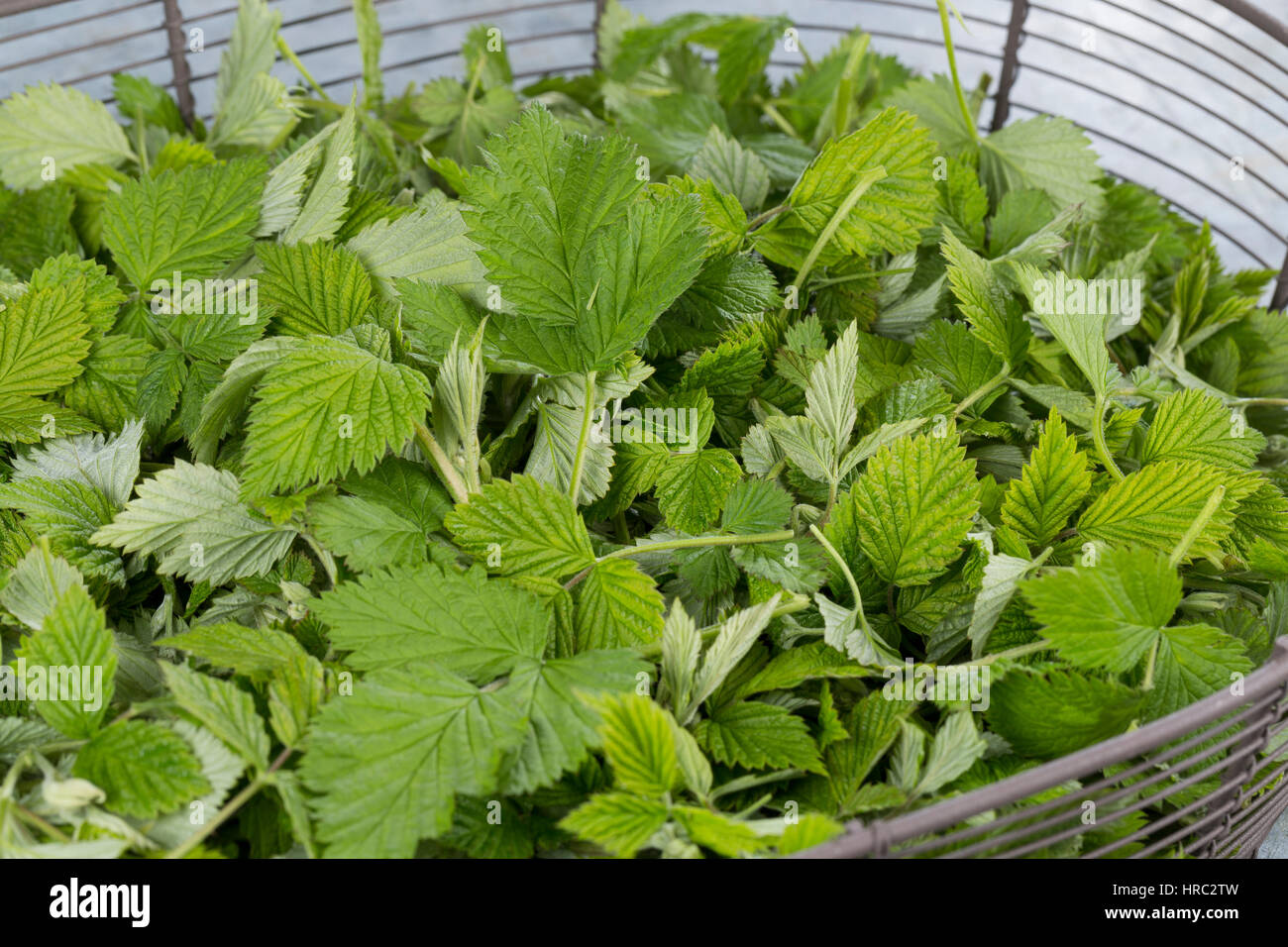 Himbeer-Blätter Himbeerblätter, gesammelt, Ernte, einem Korb, Wilde Himbeere, junge, zarte Blätter vor der Blüte, Rubus idaeus, framboise, Rasp-ber Banque D'Images