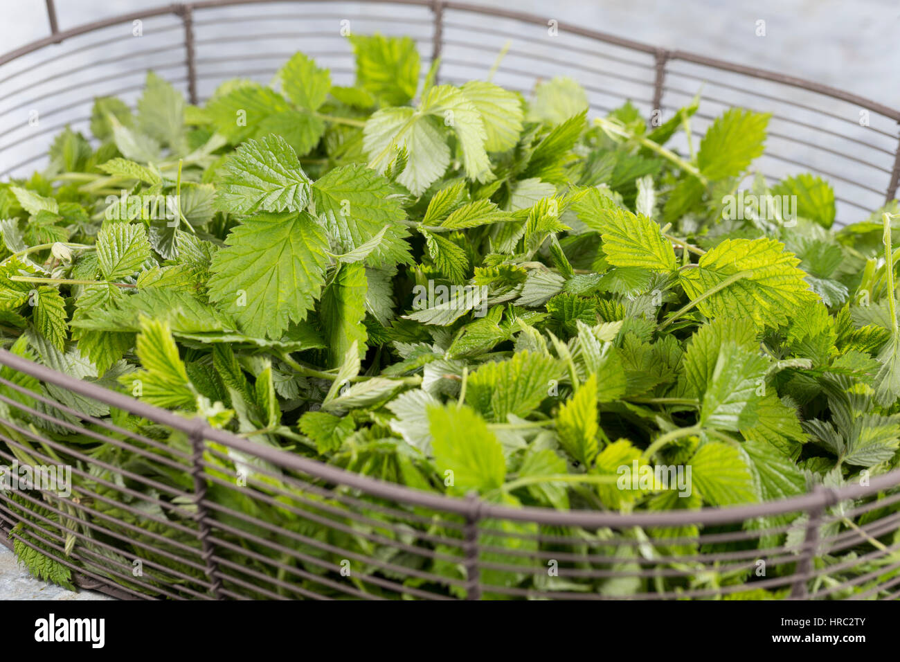 Himbeer-Blätter Himbeerblätter, gesammelt, Ernte, einem Korb, Wilde Himbeere, junge, zarte Blätter vor der Blüte, Rubus idaeus, framboise, Rasp-ber Banque D'Images