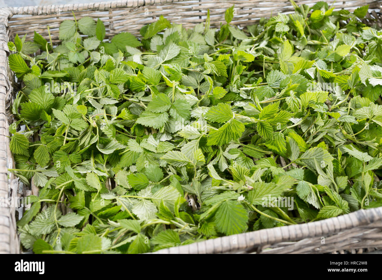 Himbeer-Blätter Himbeerblätter, gesammelt, Ernte, auf einem Tablett ausgelegt zum Trocknen, Wilde Himbeere, junge, zarte Blätter vor der Blüte, Rubus Banque D'Images