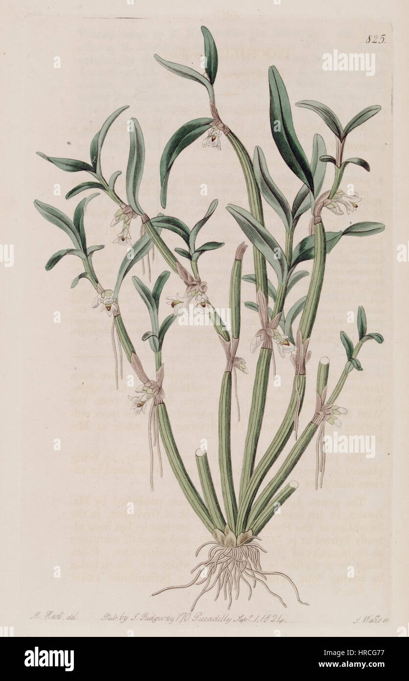 L'illustration de Scaphyglottis prolifera (anciennement Isochilus proliferus) dans le Botanical Register (1824) représente une espèce rare d'orchidées. Ce dessin botanique détaillé met en évidence la structure unique de la fleur et sa place dans les études botaniques du XIXe siècle. Banque D'Images