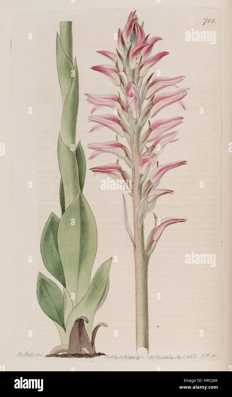 Sacoila lanceolata (comme Neottia orchioides) - Bot. Reg. 9 pl. 701 (1823) Banque D'Images