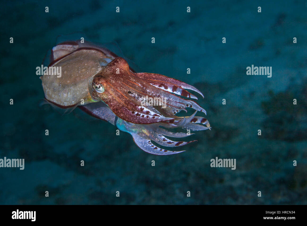 Deux seiches dans le processus d'accouplement. Raja Ampat, Indonésie Banque D'Images