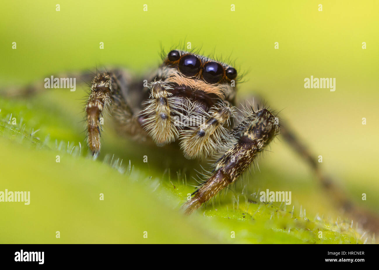 Close-up d'une araignée sauteuse sur une feuille Banque D'Images