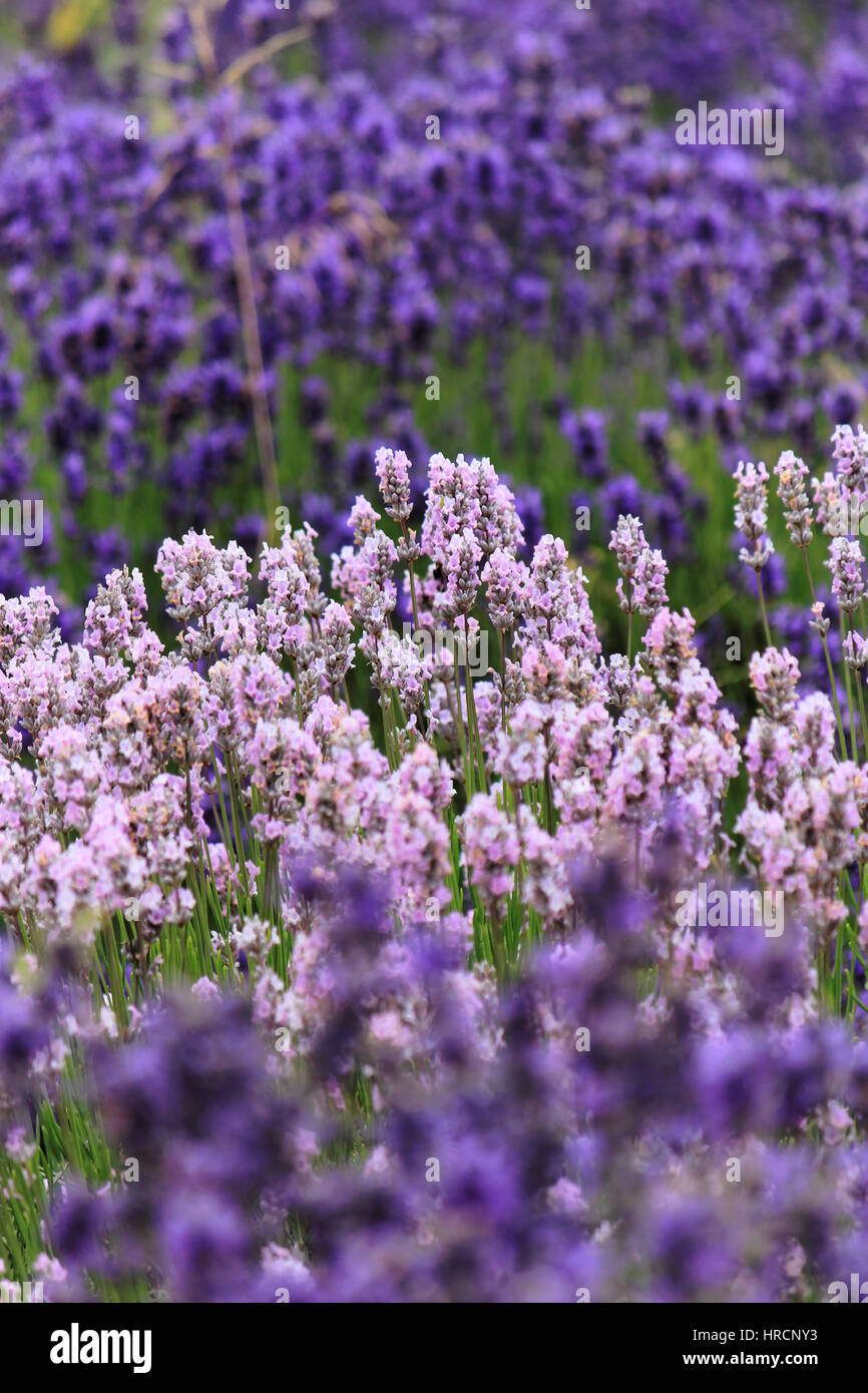 Champ de lavande dans le Somerset, Angleterre Banque D'Images