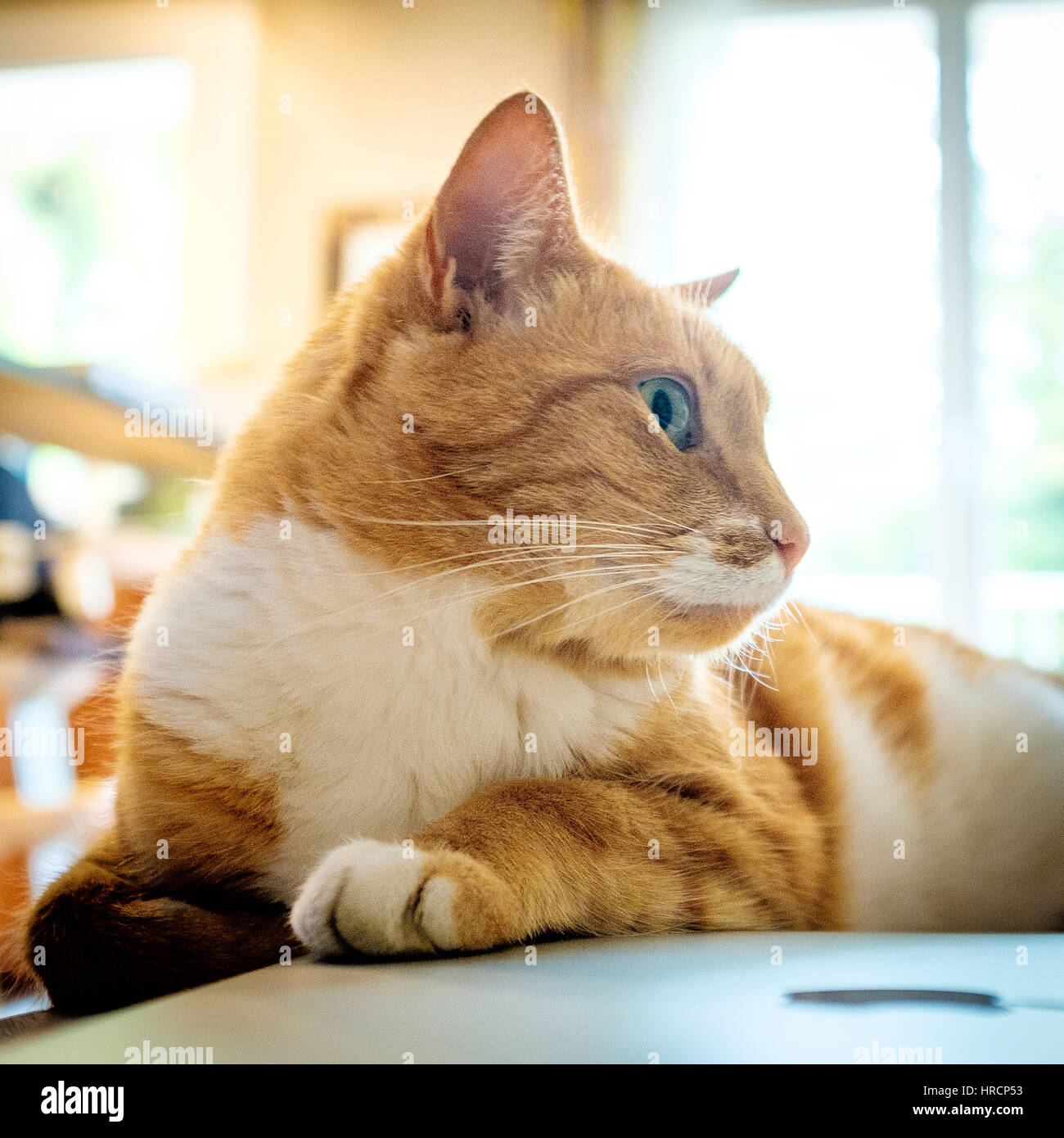 Portrait Dun Chat Tigré Blanc Et Gingembre Aux Yeux Bleus