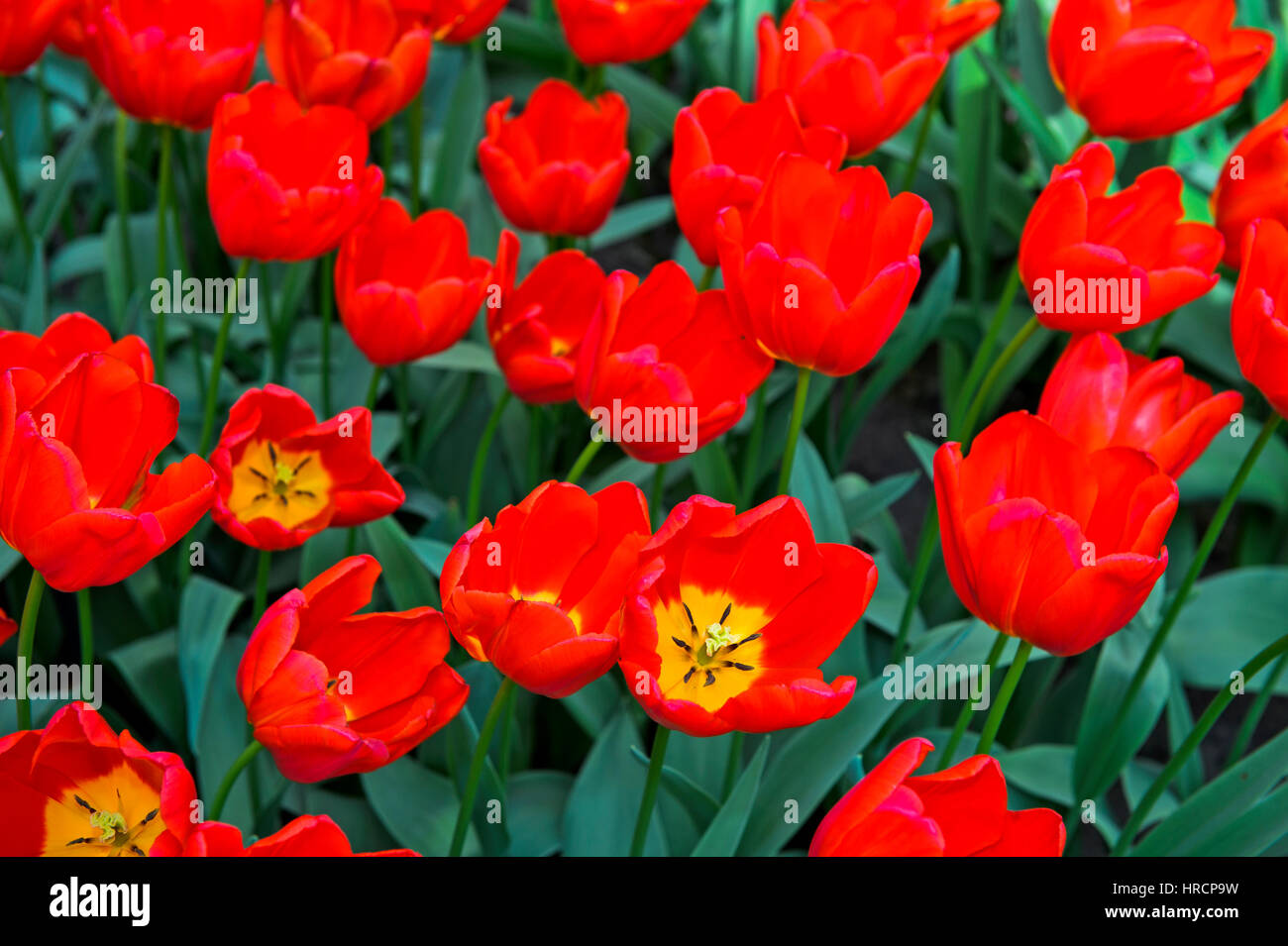 Triumph Tulip Vesna, jardins de fleurs Keukenhof, Lisse, Pays-Bas Banque D'Images