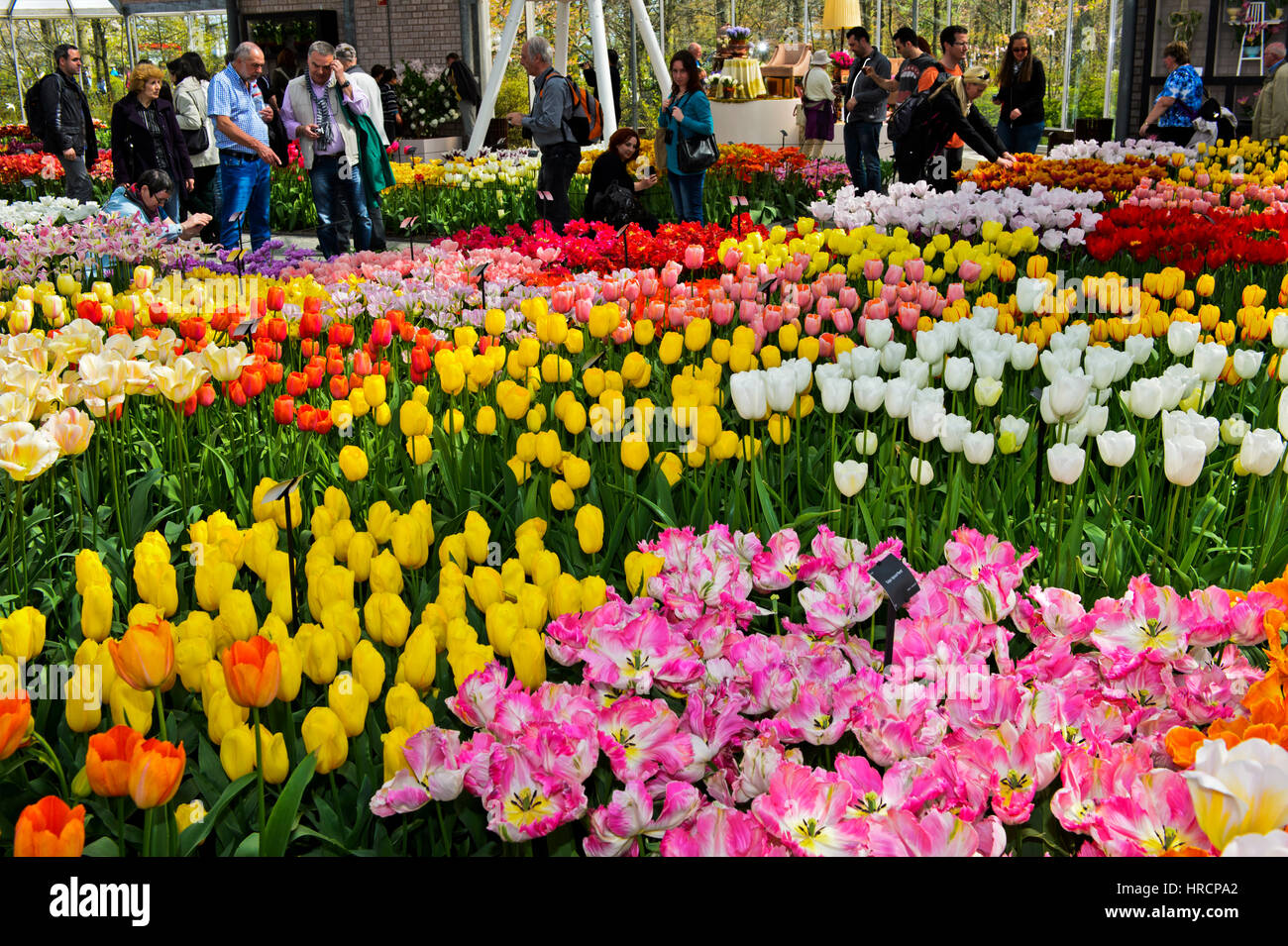 Tulipes au Pavillon Willem-Alexander, jardins de fleurs Keukenhof, Lisse, Pays-Bas Banque D'Images