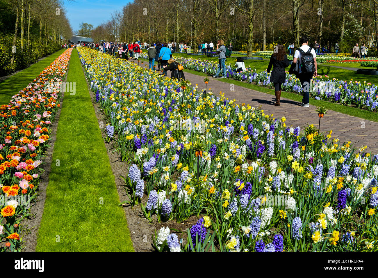 Promenade à travers les jardins de fleurs de Keukenhof, Lisse, Pays-Bas Banque D'Images