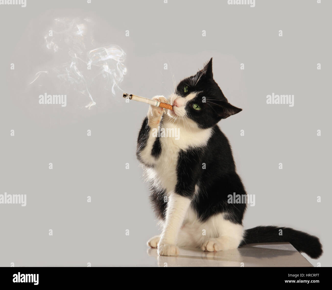 Chat Domestique Tuxedo Cut Out Fumer La Cigarette Cat Mauvais Photo Stock Alamy Chat Domestique Tuxedo Cut Out Fumer La Cigarette Cat Mauvais Photo Stock Alamy