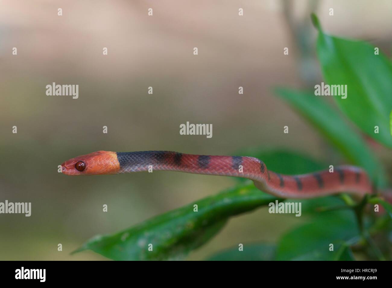 Un serpent de vigne rouge (Siphlophis compressus) dans la forêt amazonienne à Loreto, Pérou Banque D'Images