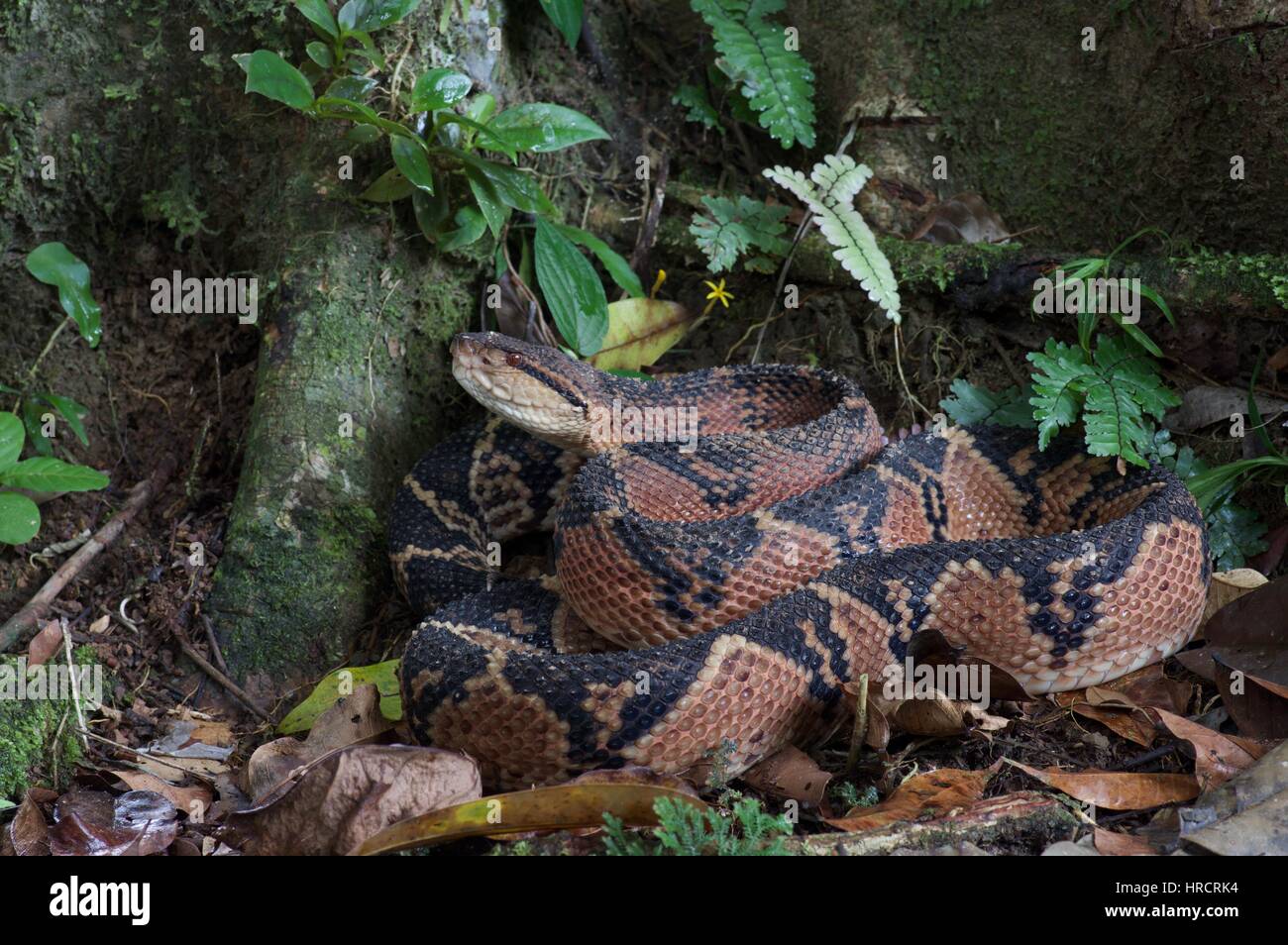 Un serpent d'Amérique du Sud Bushmaster (Lachesis muta muta) enroulé sur le sol de la forêt amazonienne à Loreto, Pérou Banque D'Images