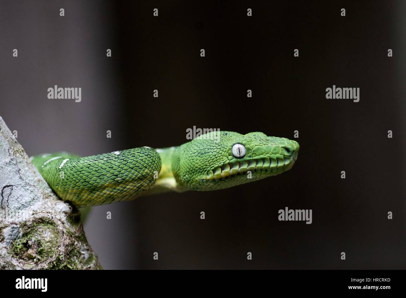 Un bassin de l'Amazone Emerald Tree Boa (Corallus batesii) dans la forêt tropicale à Loreto, Pérou Banque D'Images