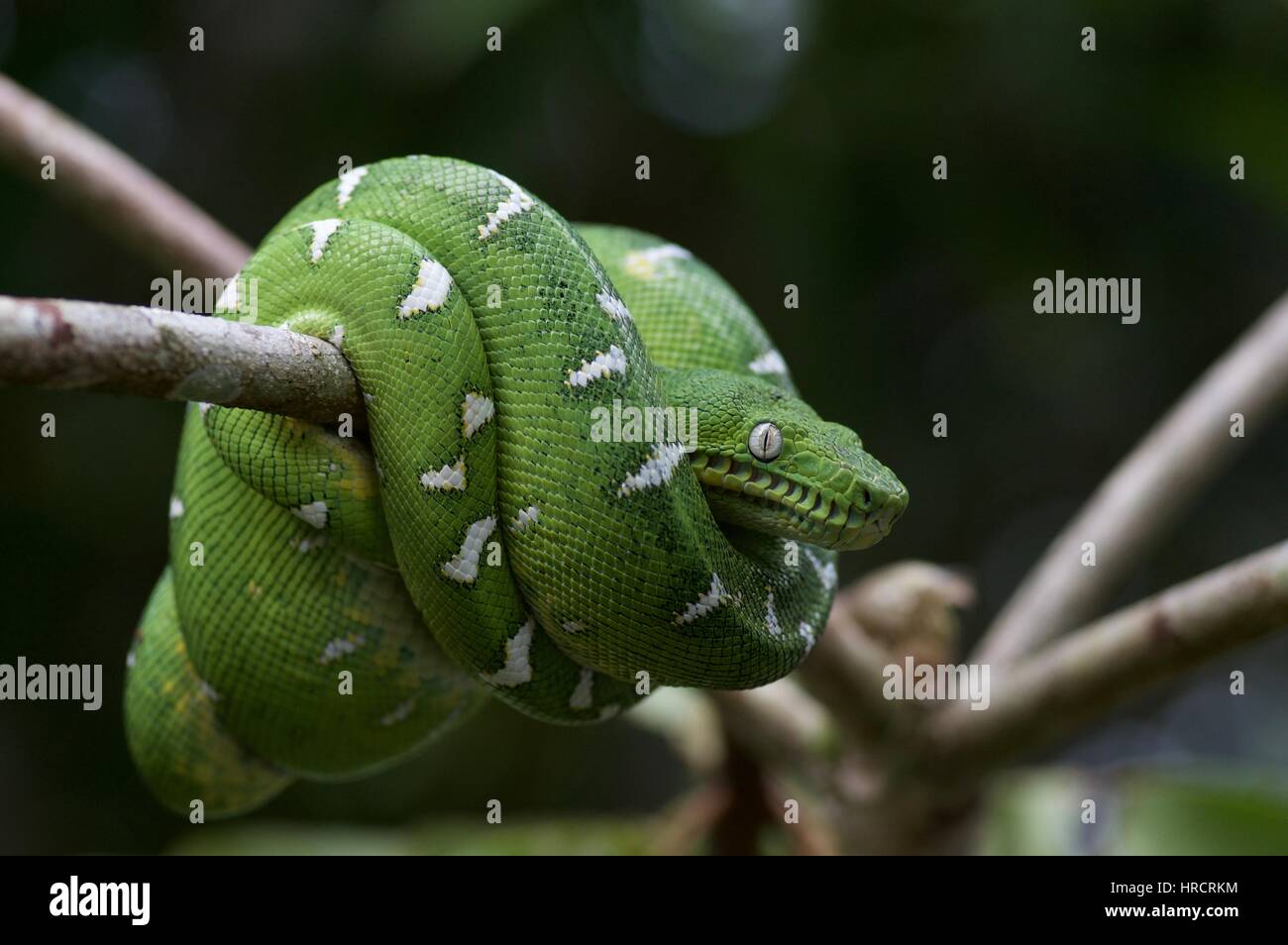 Un bassin de l'Amazone Emerald Tree Boa (Corallus batesii) dans la forêt tropicale à Loreto, Pérou Banque D'Images