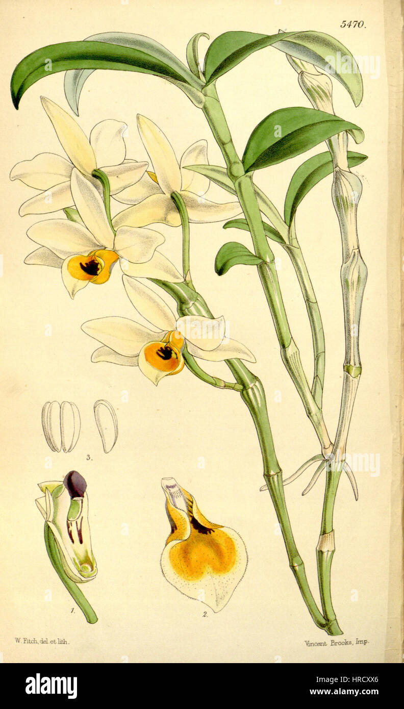 Cette illustration botanique du magazine Botanique de Curtis présente Dendrobium aphrodite, également connu sous le nom de Dendrobium nodatum. Le dessin détaillé met en évidence la beauté complexe et la structure de l'espèce d'orchidée dans un contexte historique. Banque D'Images