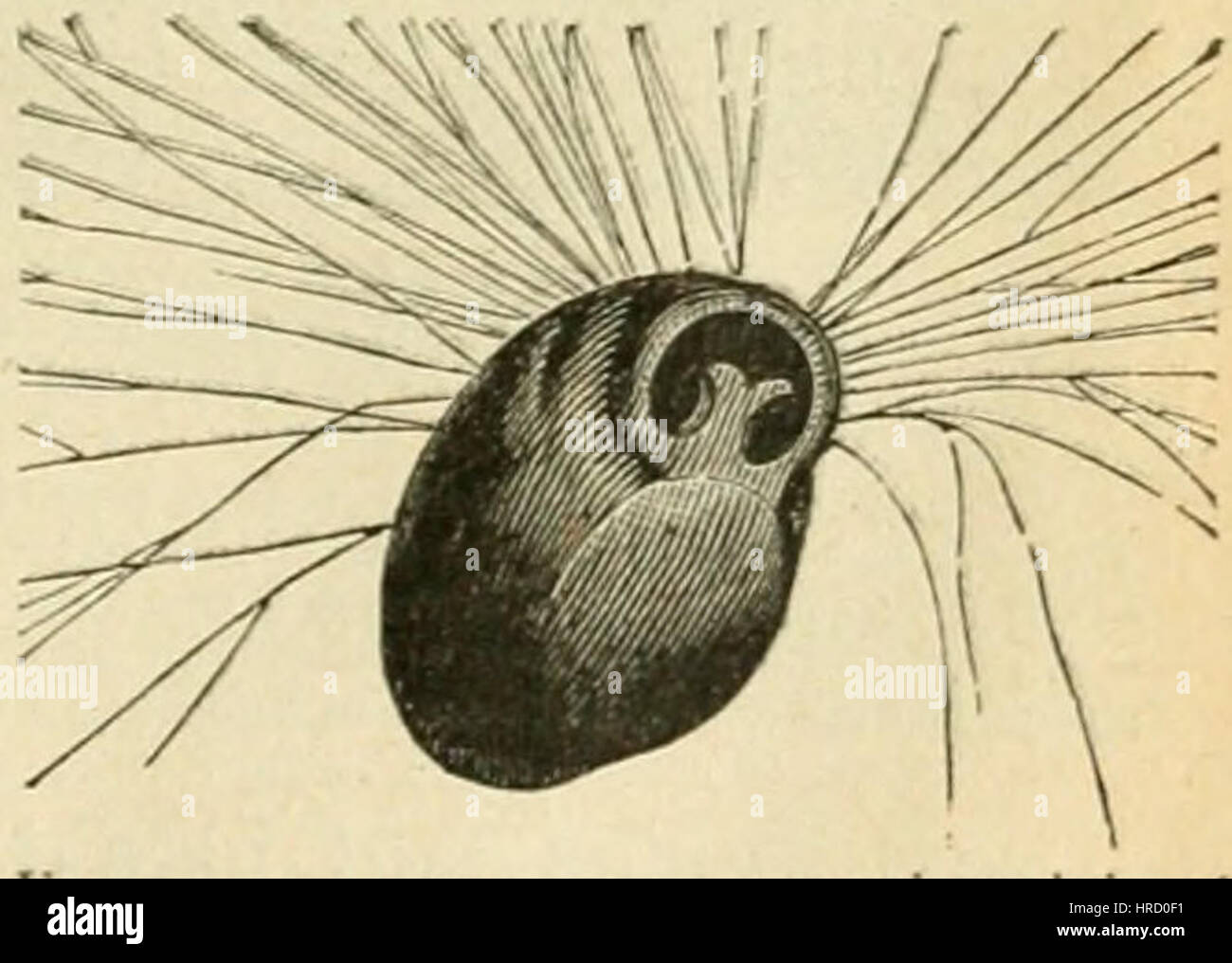 G. Bruno - Le Tour de la France par deux enfants p231 Banque D'Images