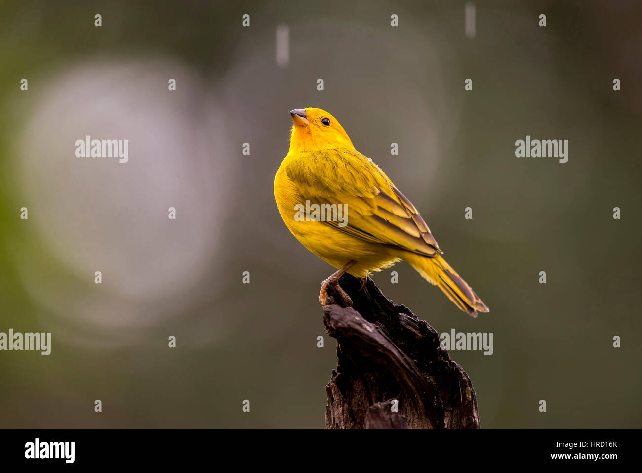 Sicalis flaveola finch (safran), photographié à Vitória, Espírito Santo - sud-est du Brésil. Biome de la forêt atlantique. Banque D'Images