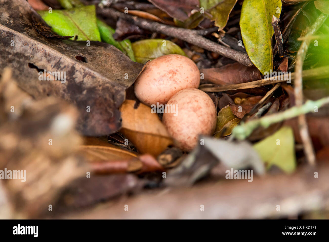 Engoulevent pauraqué (Hydropsalis albicollis) oeufs, photographié à Guarapari, Espírito Santo - sud-est du Brésil. Biome de la forêt atlantique. Banque D'Images