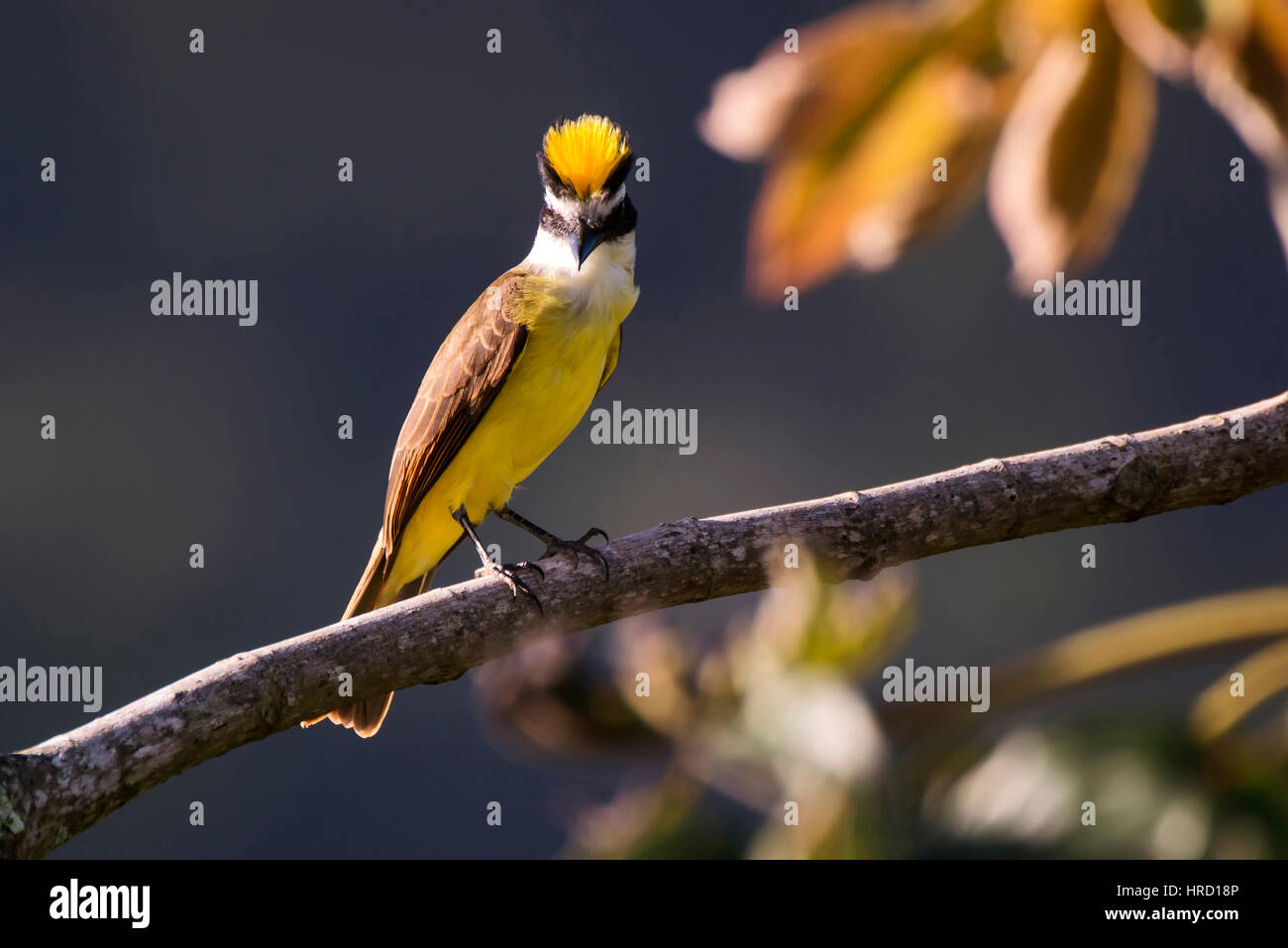 Tyran quiquivi (Pitangus sulfuratus), fotografado em Domingos Martins, Espírito Santo - Brésil. Biome de la forêt atlantique. Banque D'Images