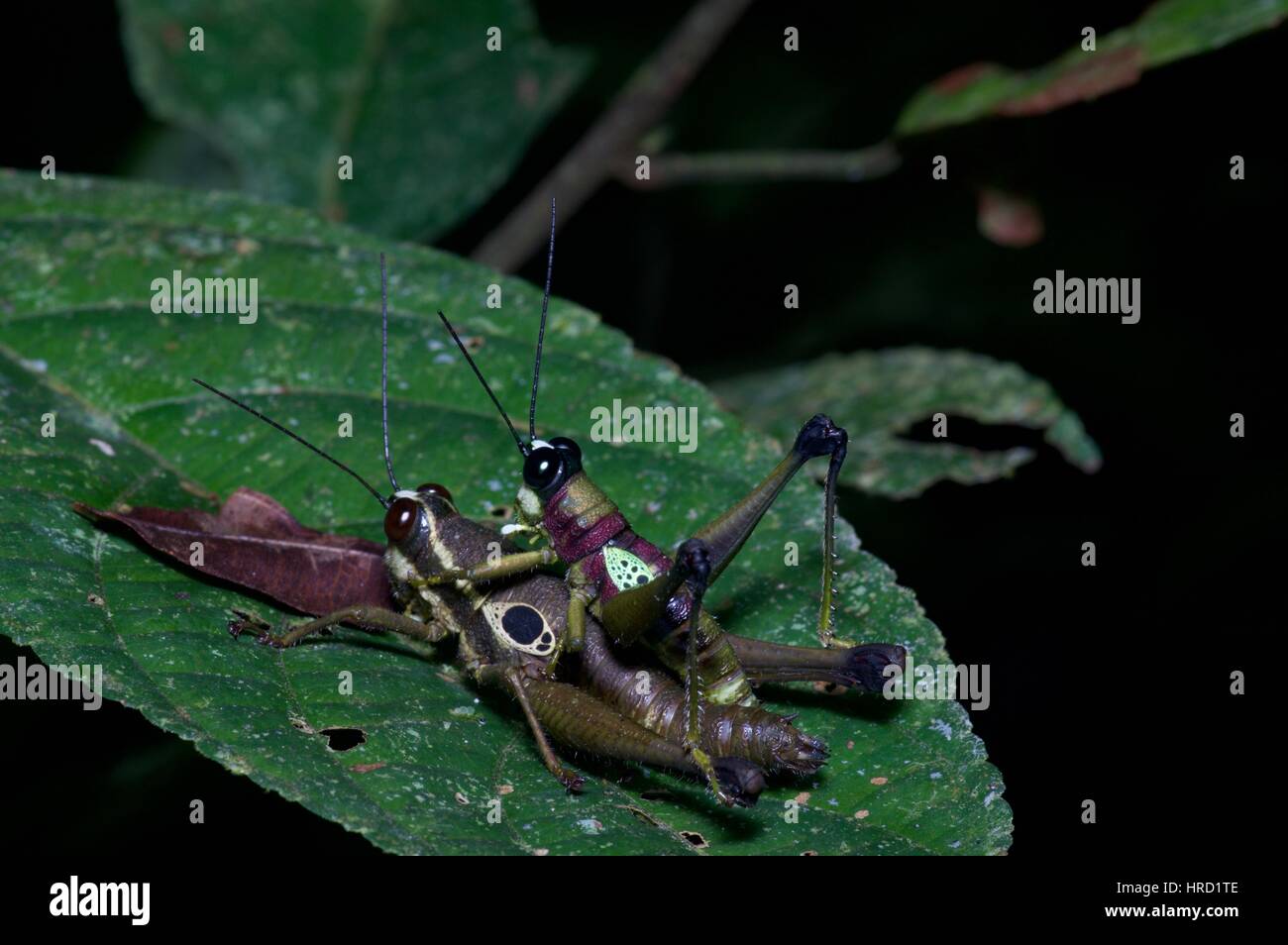 Une paire d'accouplement de l'endroit bien Ommatolampis Ommatolampis (sauterelles perspicillata) sur une feuille dans la forêt amazonienne à Loreto, Pérou Banque D'Images