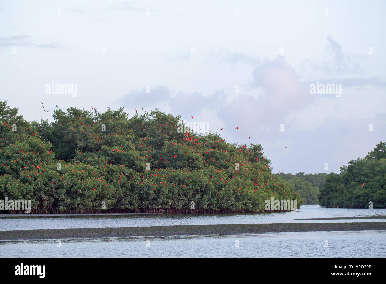 Ibis rouge (Eudocimus ruber). En vol de nuit, sites de repos un parmi les mangroves marécageuses Caroni. La Trinité. Des Caraïbes. West Indies. Banque D'Images