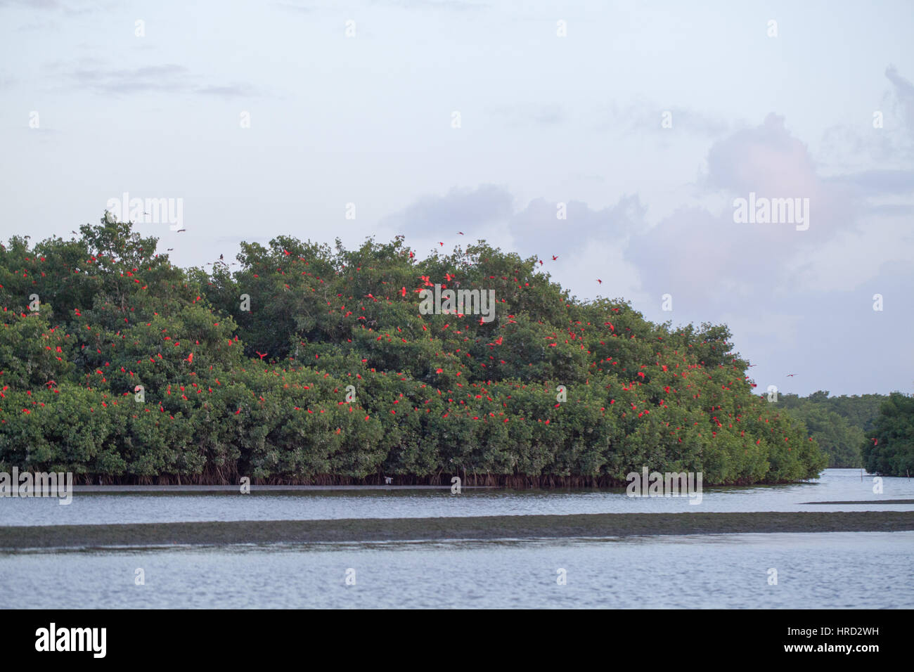 Ibis rouge (Eudocimus ruber). Volant dans les mangroves (RHIZOPHORACEAE) avant de s'installer au perchoir pour la nuit. Caroni Swamp. La Trinité. L'ACIR sud Banque D'Images