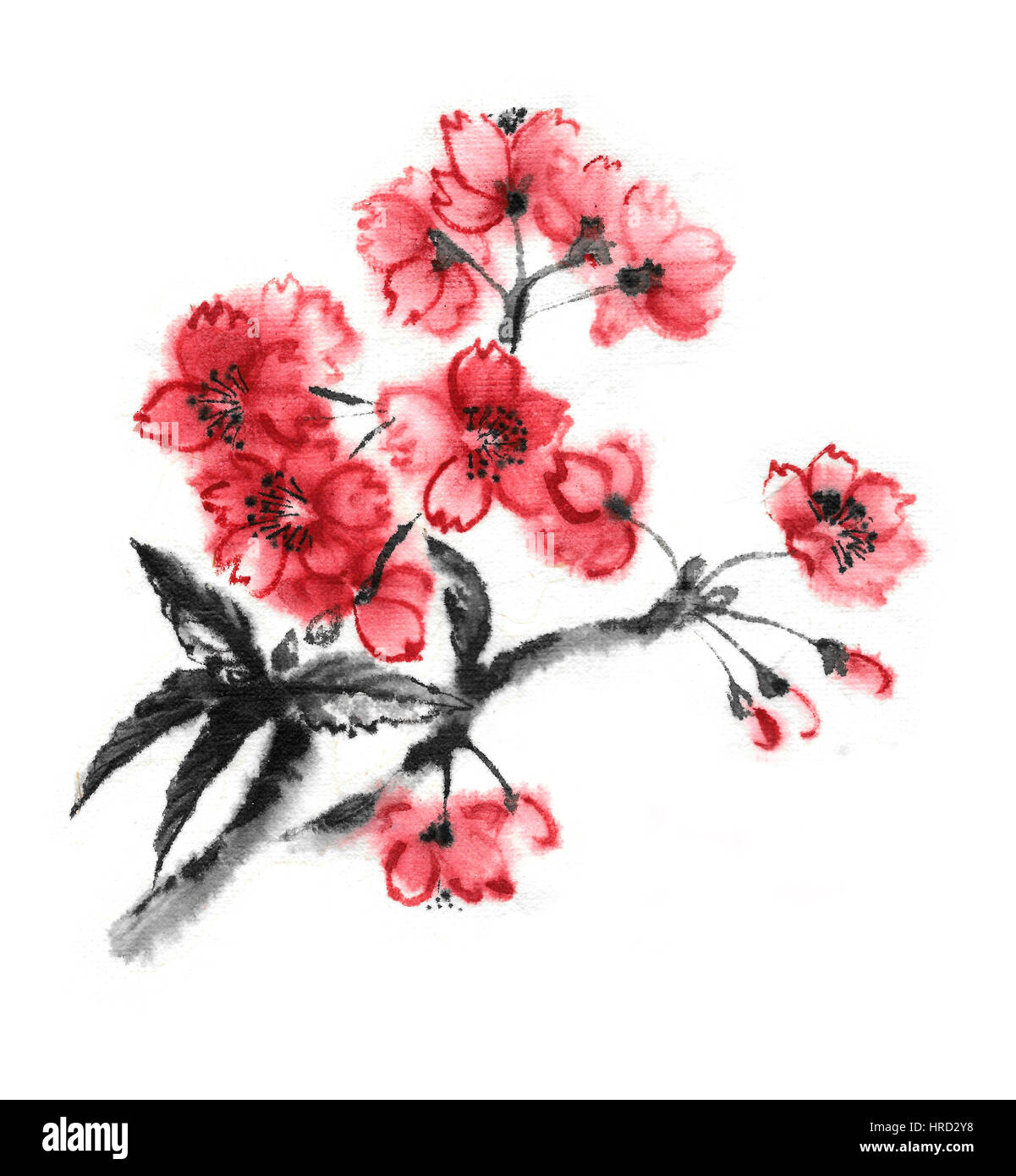 Cherry Blossom branch, encre d'orient la peinture. Banque D'Images