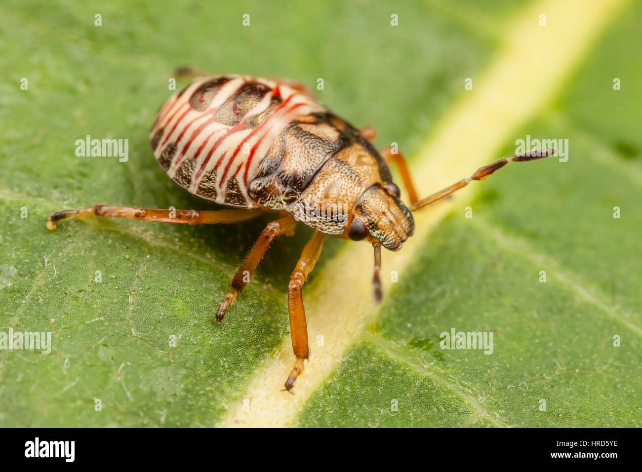 Un Stink Bug (Podisus sp.) nymphe est perché sur une feuille. Banque D'Images