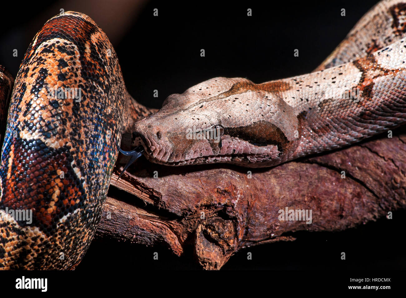 Red-tailed Boa constrictor (BOA), photographié à Santa Teresa, Espírito Santo - Brésil. Biome de la forêt atlantique. Des animaux en captivité. Banque D'Images