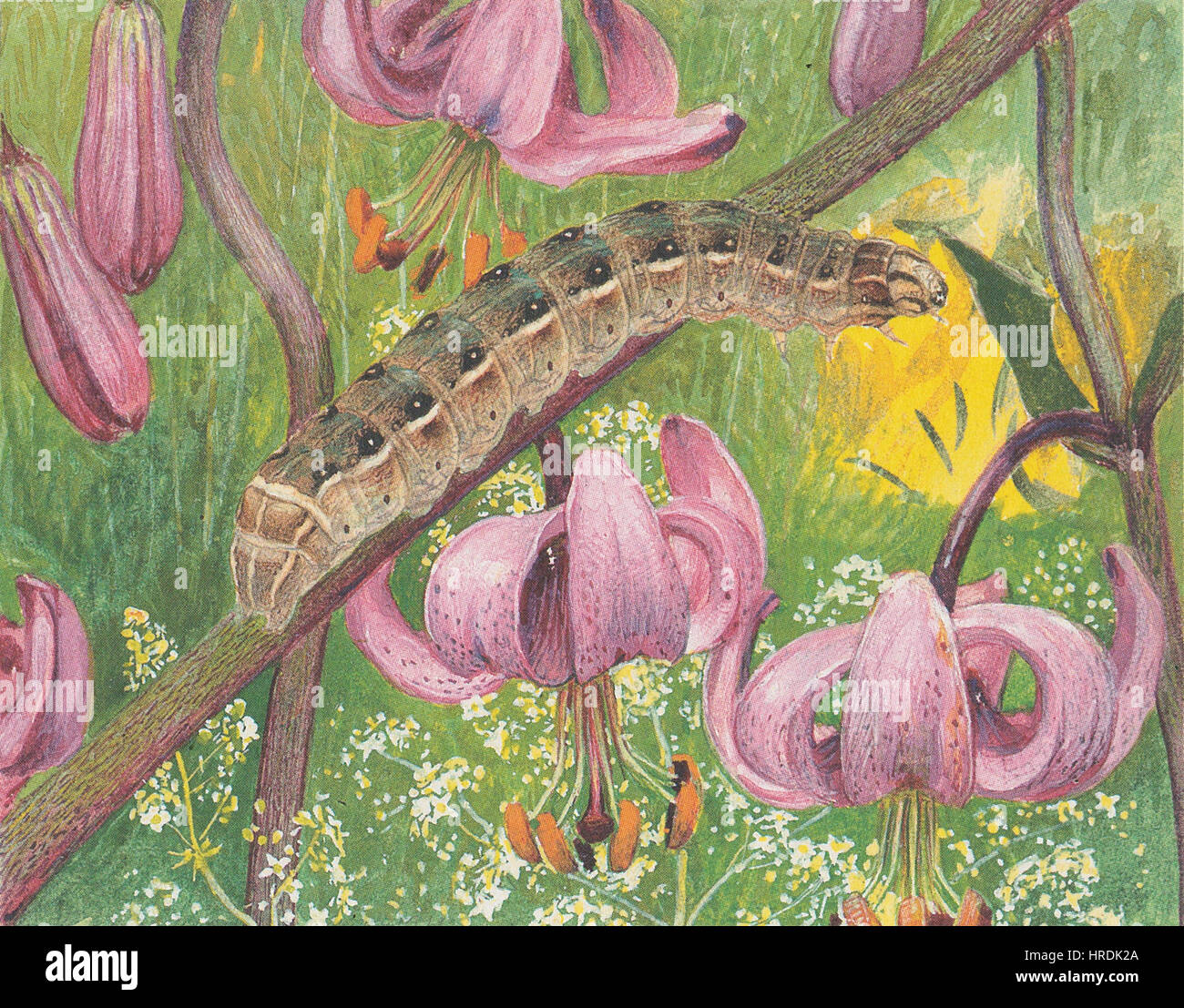 Paul Robert - Cerastis rubricosa Banque D'Images