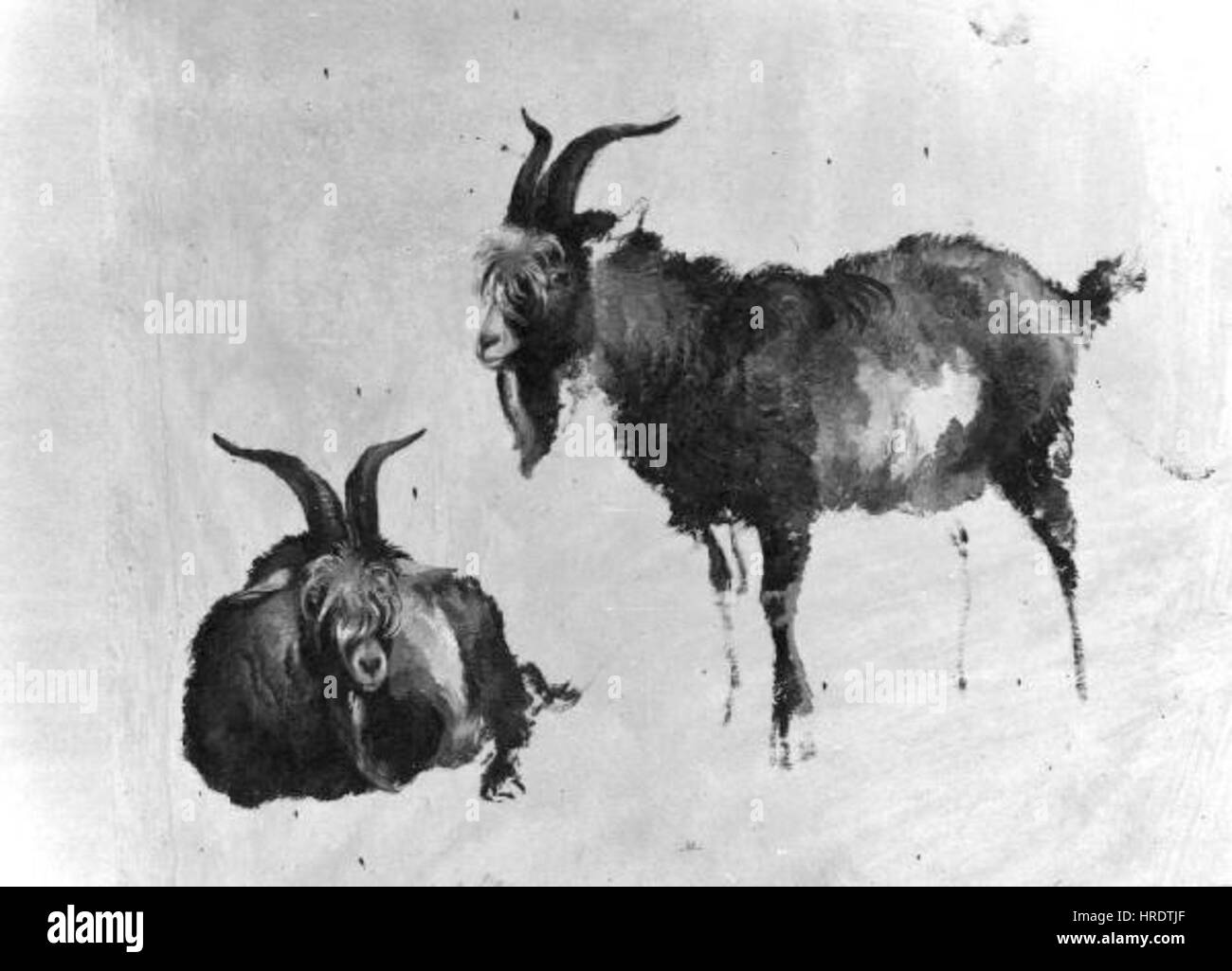 Le *Studie Koz* de Friedrich Gauermann présente une étude détaillée d'un cheval, mettant l'accent sur l'anatomie, la forme et le mouvement de l'animal. L’œuvre met en valeur l’expertise de Gauermann en peinture animale et sa maîtrise du naturalisme. Banque D'Images