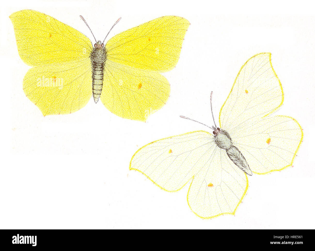 - Zitronenfalter Gonepteryx rhamni Banque D'Images