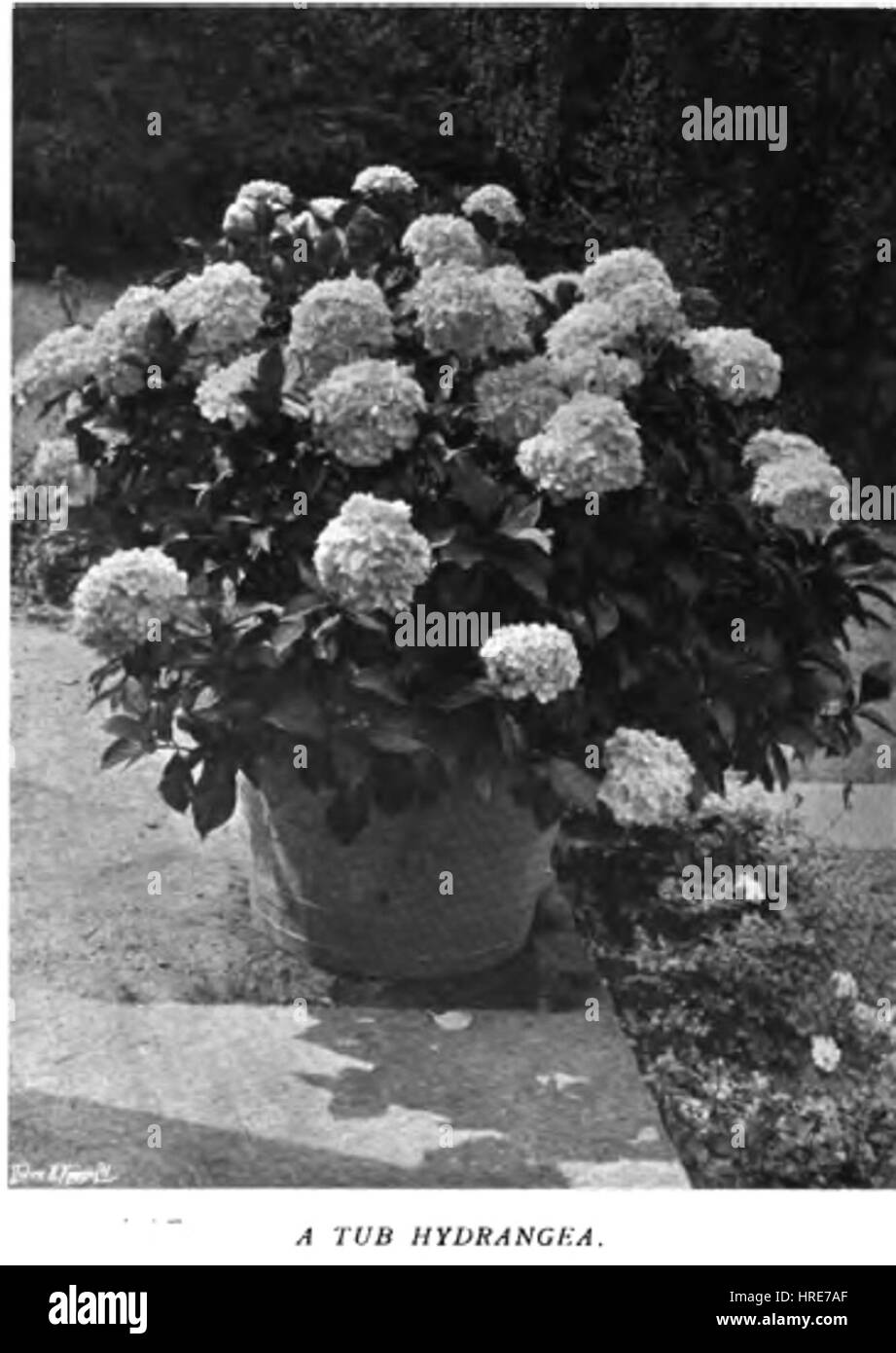 « Colour in the Flower Garden » explore les teintes et textures vives d'un jardin fleuri. L'œuvre d'art ou la description souligne la variété des couleurs et leur arrangement, créant une représentation visuellement étonnante et harmonieuse de la beauté de la nature dans un cadre de jardin. Banque D'Images