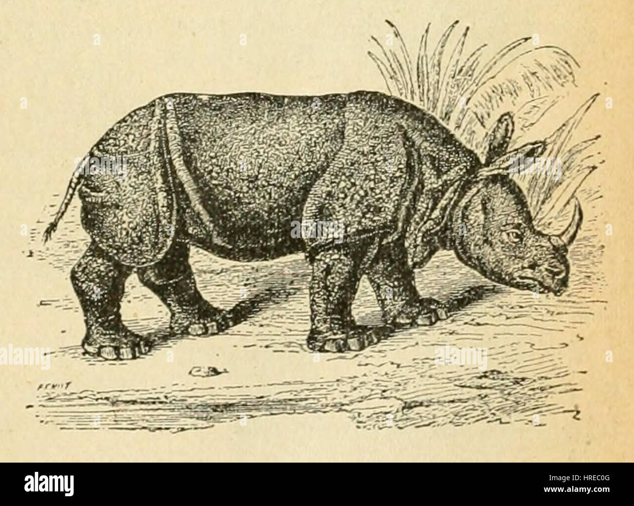 G. Bruno - Le Tour de la France par deux enfants p it291b Banque D'Images